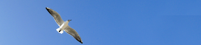 Möwe am Himmel